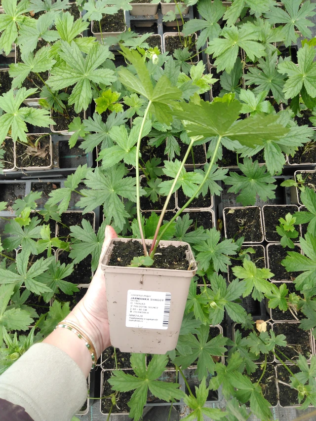 Masterwort Shaggy - 2024