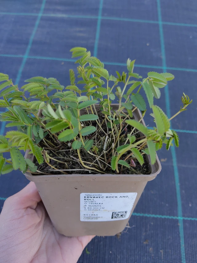 Krvavec Rock and Roll - 27. 3. 2026