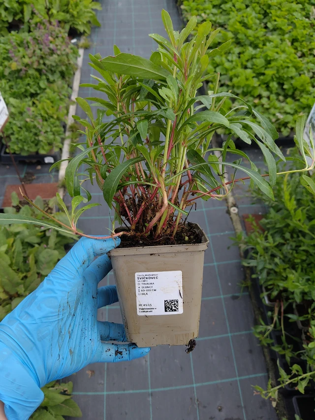 Svíčkovec - 10. 9. 2025