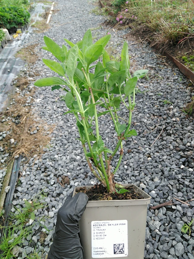 Veronica Skyler Pink - 10. 9. 2025