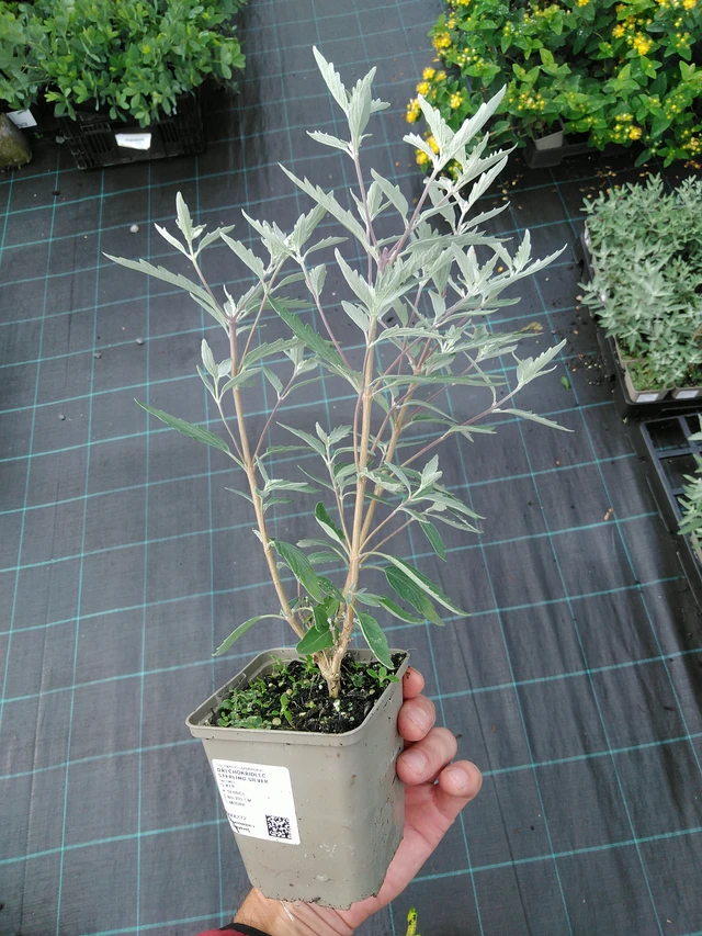 Perovskia Sterling Silver - 28. 7. 2025