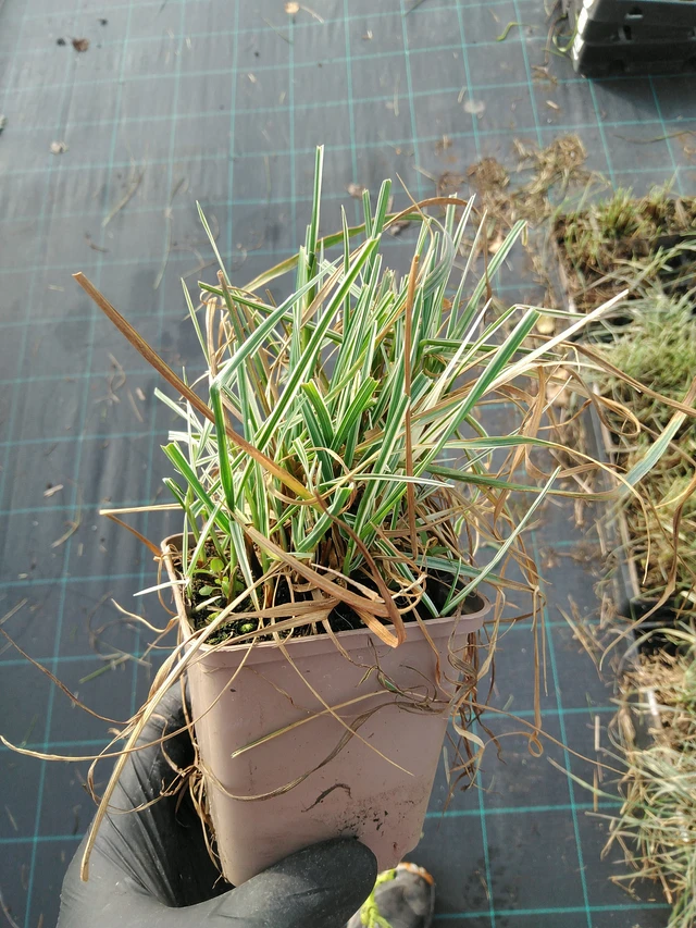 Třeslice Zitterzebra - 31. 10. 2025