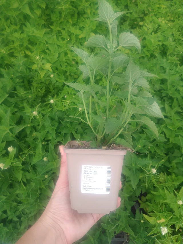 Iisoppi Alabaster - 2024