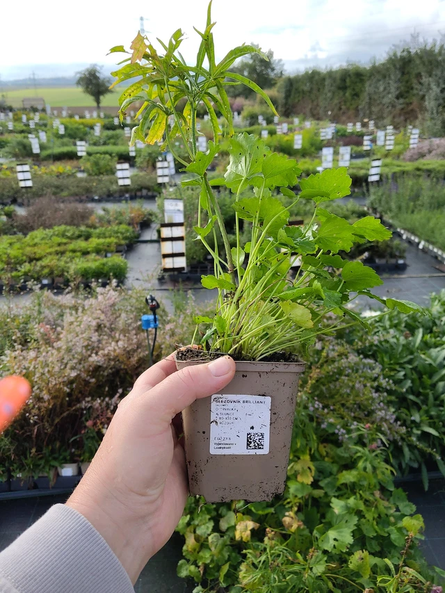 Malva Brilliant - 9. 10. 2025