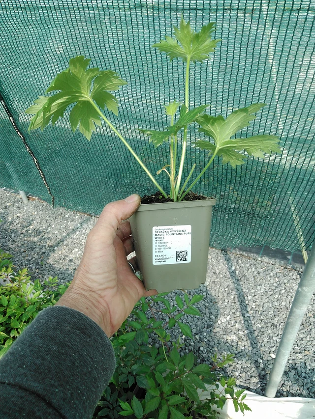 Espuela de caballero Magic Fountains Pure White - 9. 6. 2025