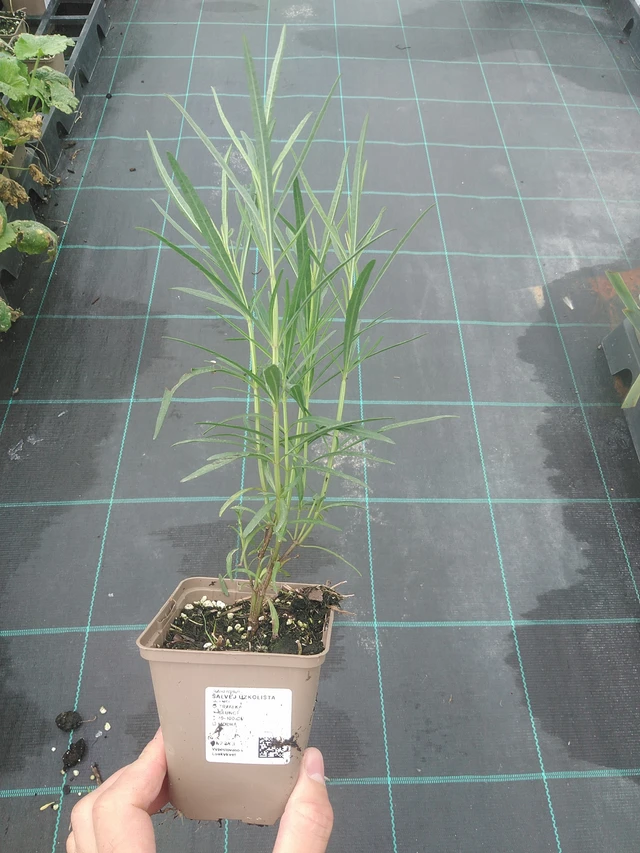 Kapealehtisalvia - 4. 8. 2025