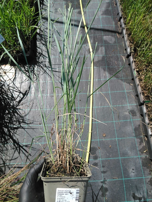 Proso prutnaté - 19. 8. 2025