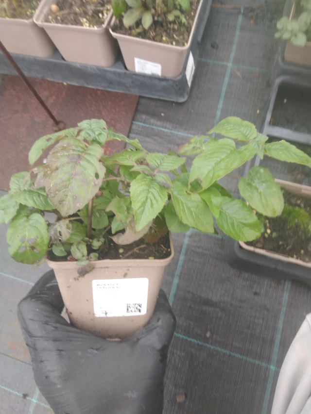 Monarda Prärienacht - 23. 10. 2025