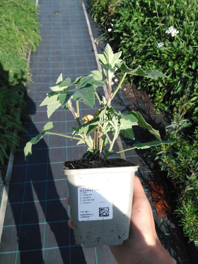 Malvavisco Lilac Lady - 11. 9. 2025