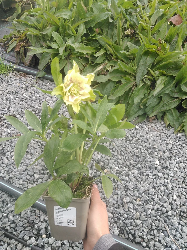 Hellebore Double Ellen Yellow Spotted - 10. 10. 2025