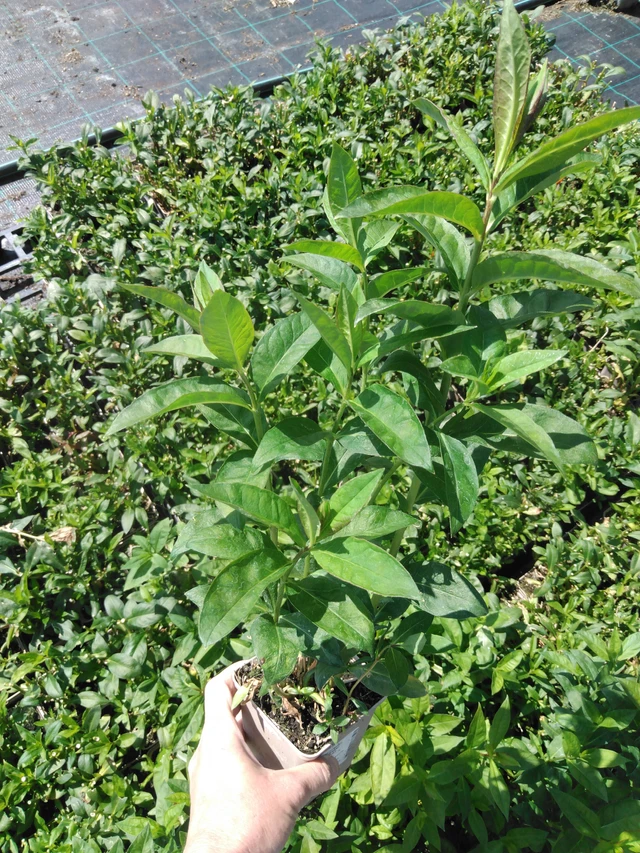 Flox Franz Schubert - 13. 5. 2025