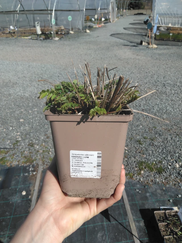 Krvavec Lum - 3. 4. 2025