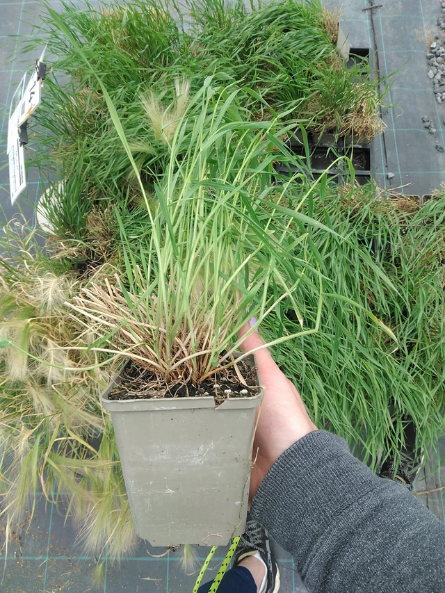 Jouhiheinä Ricky - 9. 6. 2025