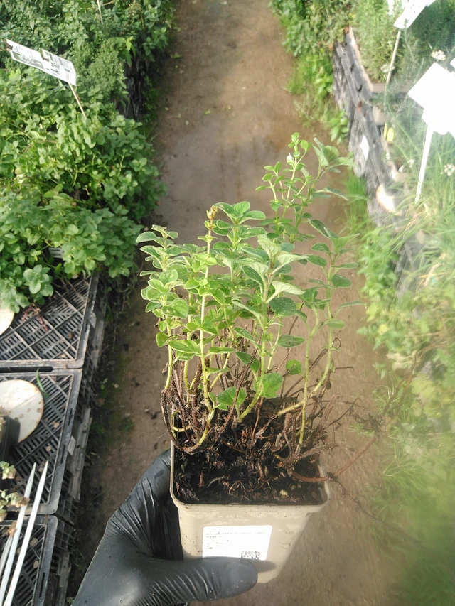 Dobromysl Hot And Spicy - 13. 10. 2025