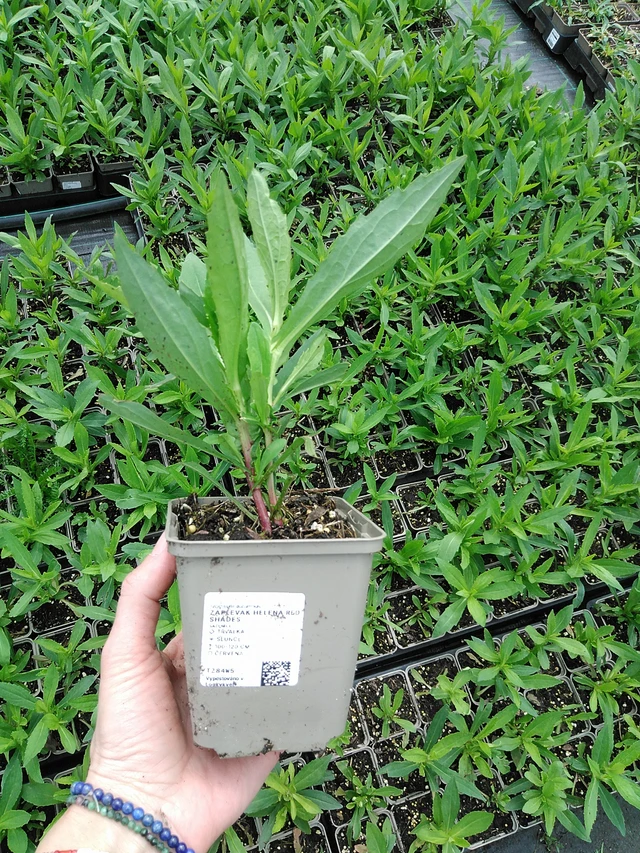 Sneezeweed Helena Red Shades - 9. 6. 2025