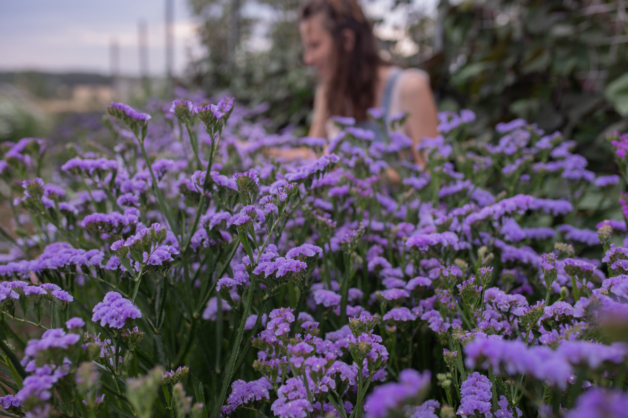 Statice QIS Lavender, Loukykvět