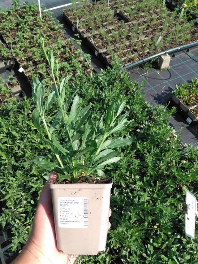 Gaura Cool Breeze - 2024