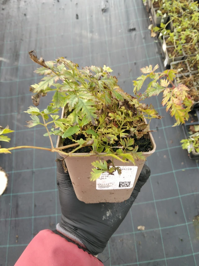 Udatna Charakter - 31. 10. 2025