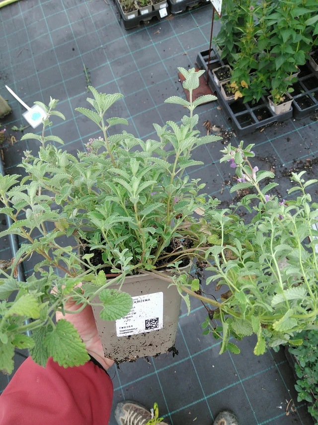 Šanta zkřížená  - 28. 7. 2025