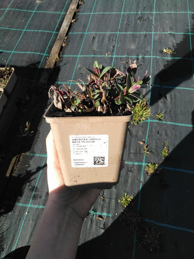 Amerikai hegyi menta Pilosum - 7. 4. 2026