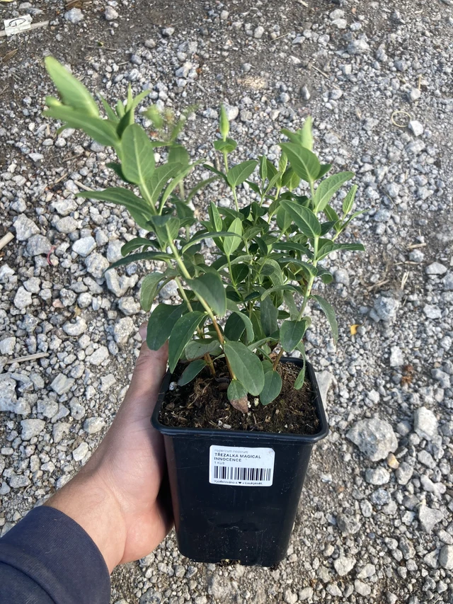 Hipérico Magical Innocence - 2024