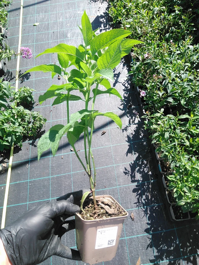 Monarda Beauty of Cobham - 19. 8. 2025