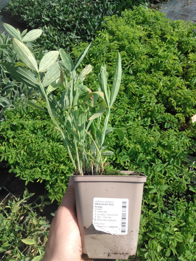 Hajuherne Red Pearl - 2024