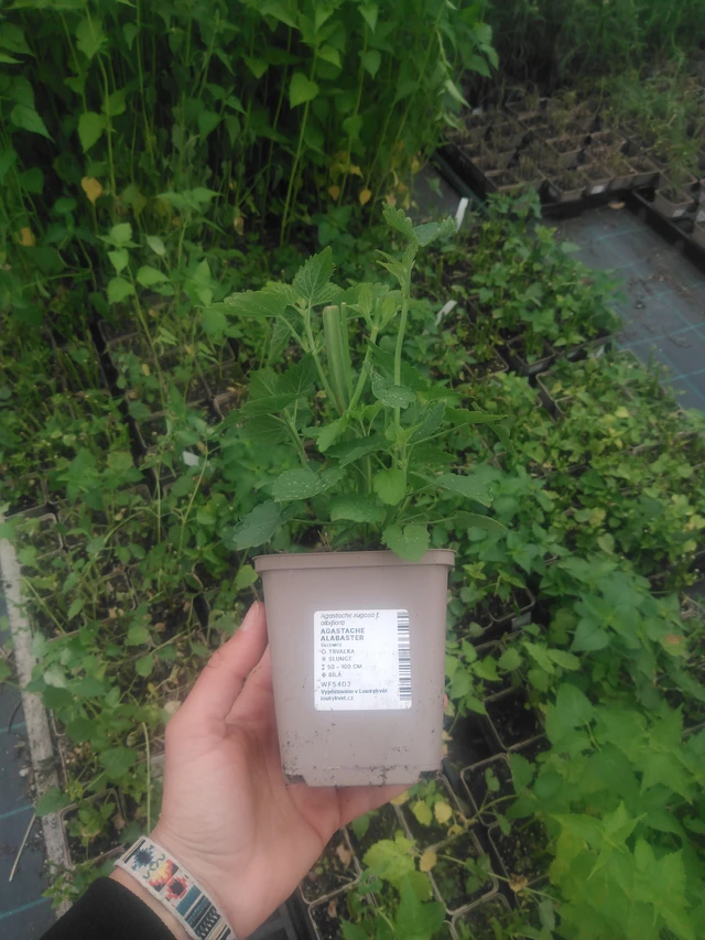 Iisoppi Alabaster - 2024