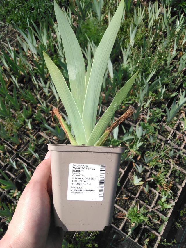 Kurjenmiekka Black Knight - 2024