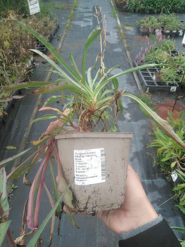 Flor de dragón Twizzle Blue - 10. 10. 2025