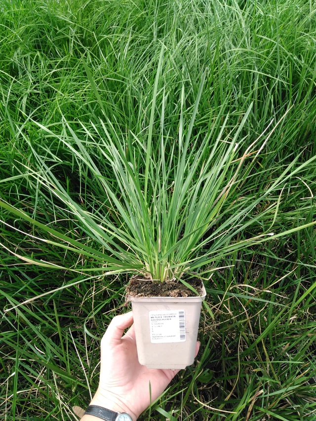 Metlice trsnatá Goldschleier - 2024