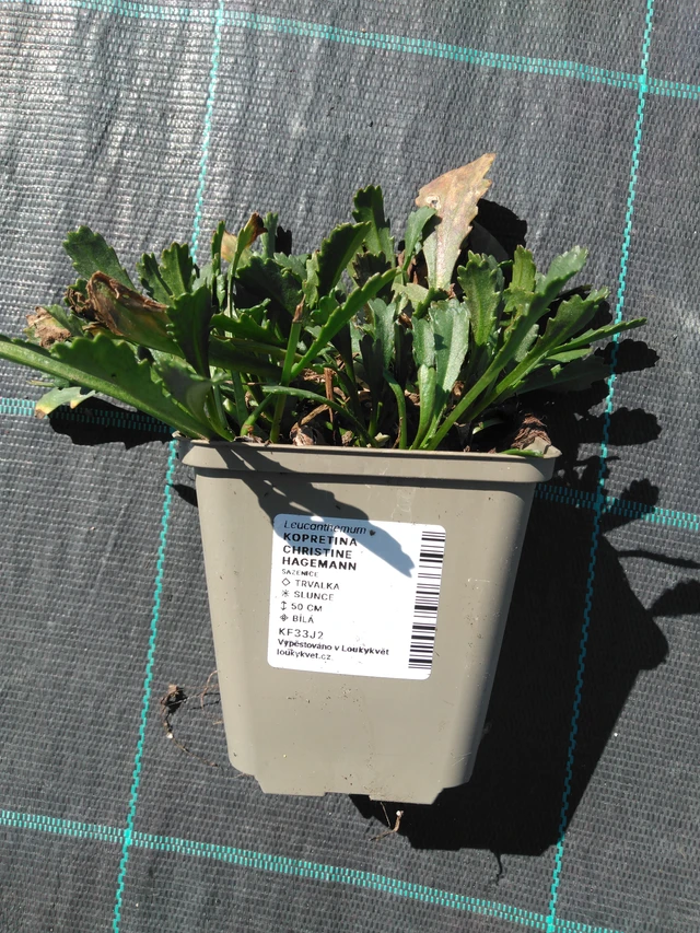 Kopretina Christine Hagemann - 3. 4. 2025