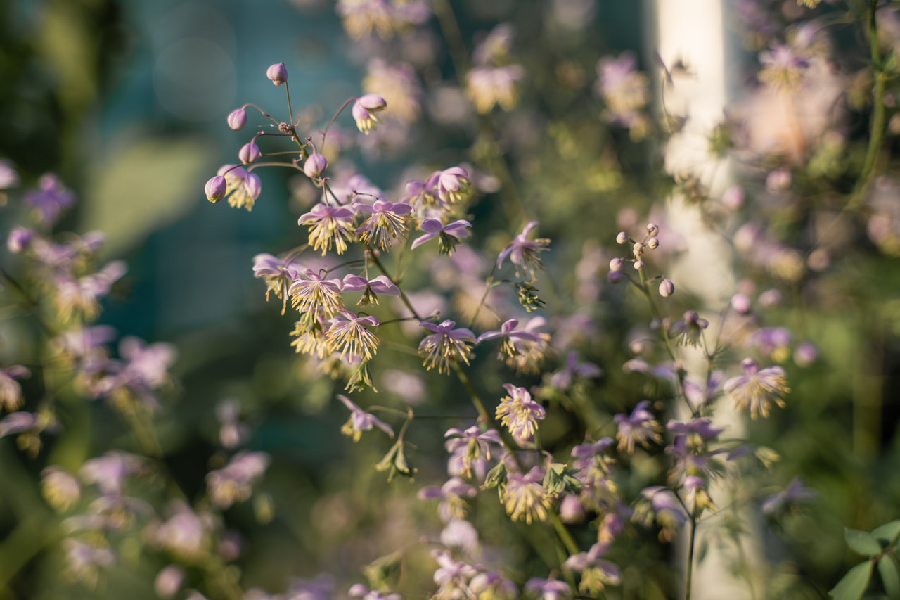 Clematis Praecox, Loukykvět
