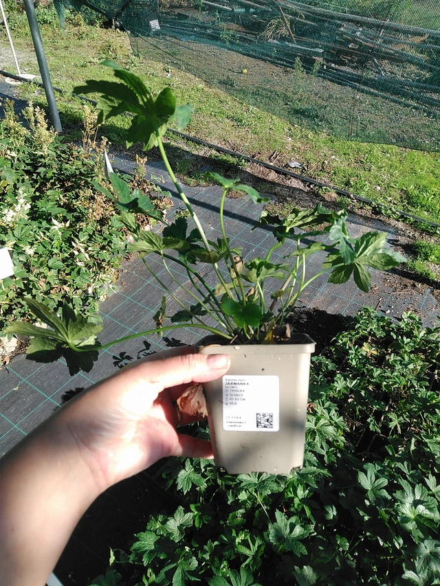 Jarmanka - 19. 8. 2025