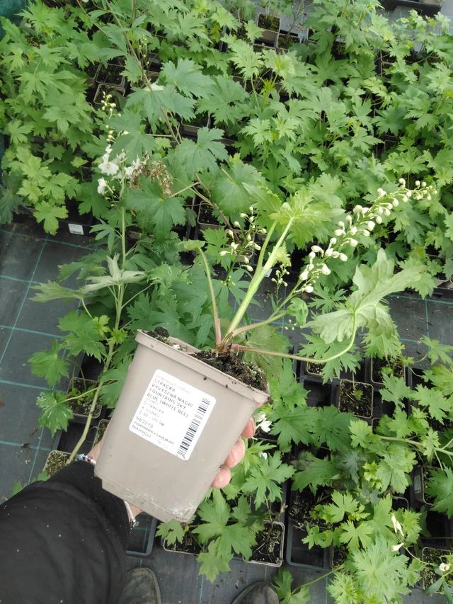 Larkspur Magic Fountains Sky Blue (White Bee) - 2024