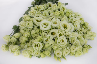 Eustoma Rosita 2 Green, Loukykvět