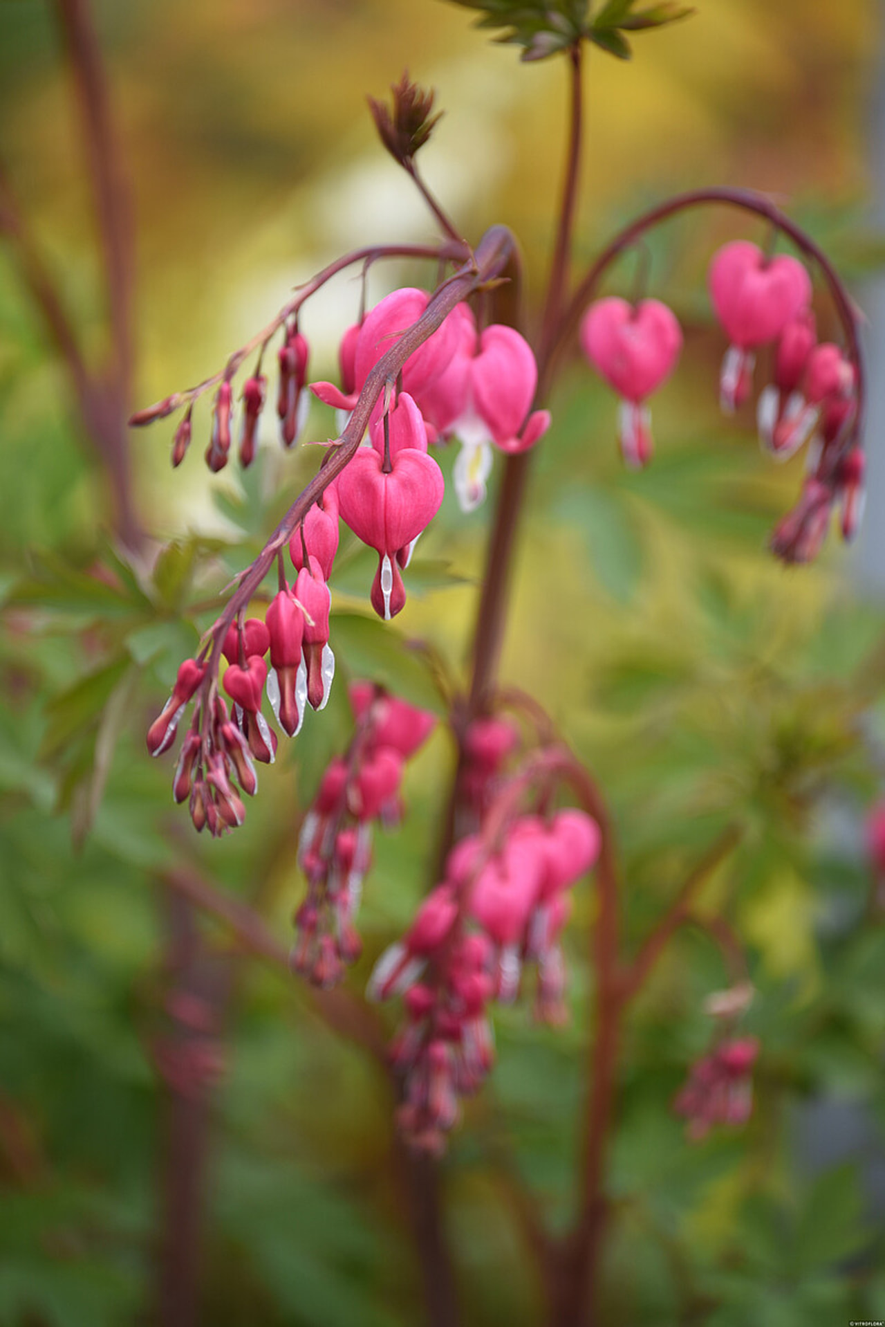 Srdcovka, Loukykvět