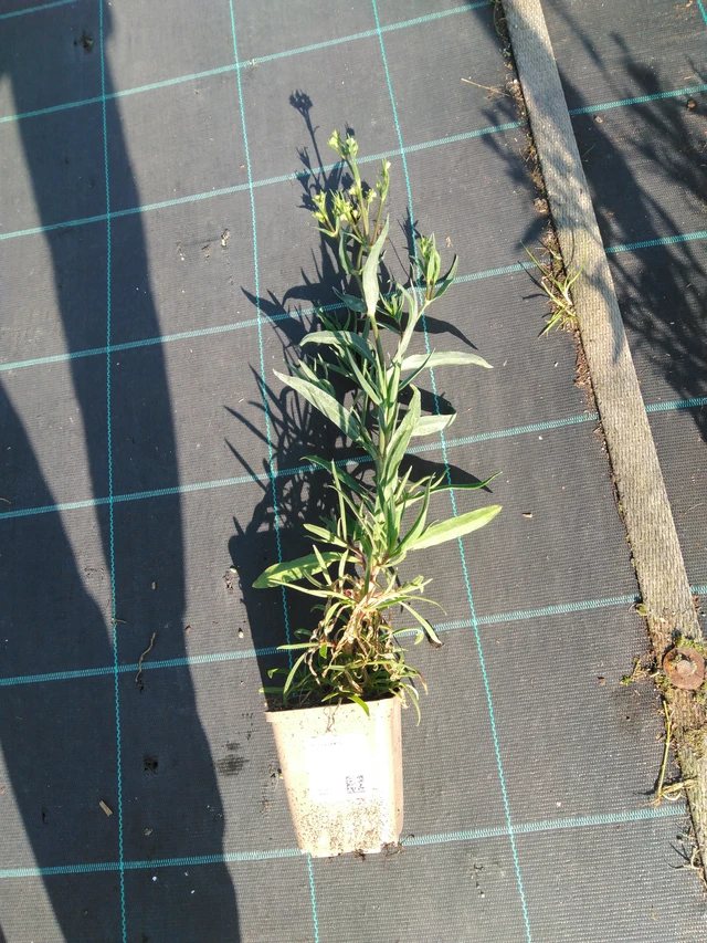 Baby's Breath Flamingo - 11. 9. 2025