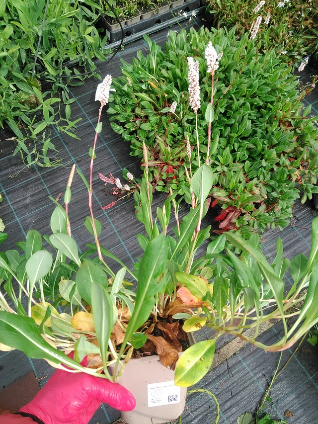 Knotweed Superba - 29. 7. 2025