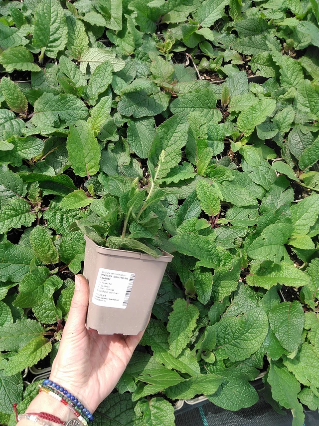 Verbasco Southern Charm - 9. 6. 2025