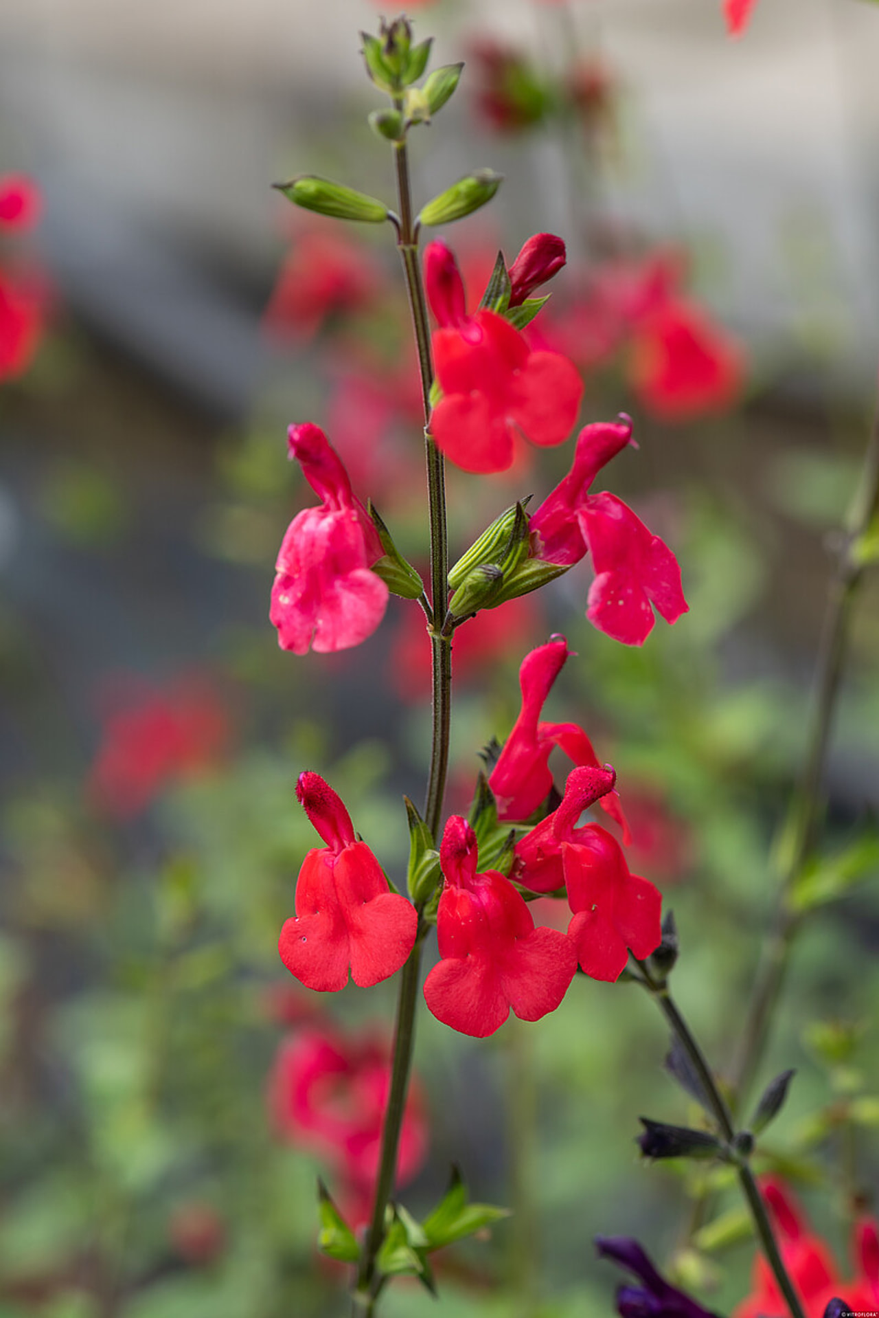 Šalvěj Cherry Lips, Loukykvět