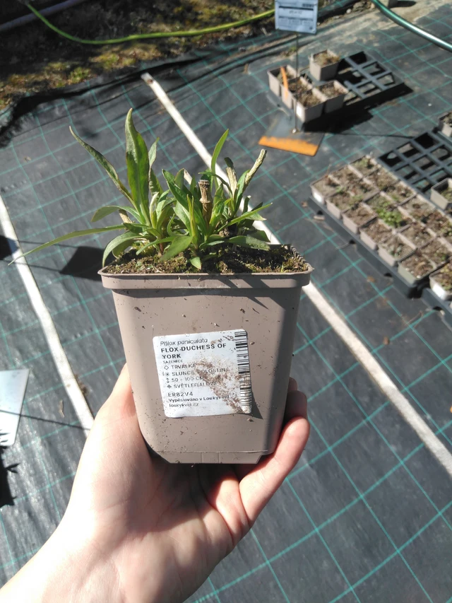 Phlox Duchess of York - 3. 4. 2025