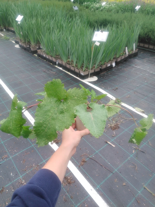 Sápa Tuberosa - 2024