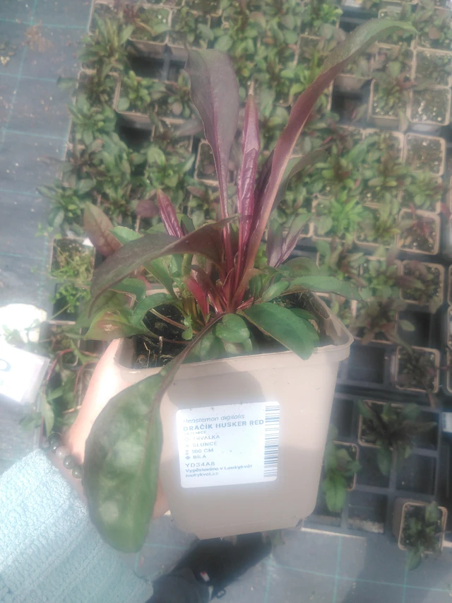 Penstemon Husker Red - 2024