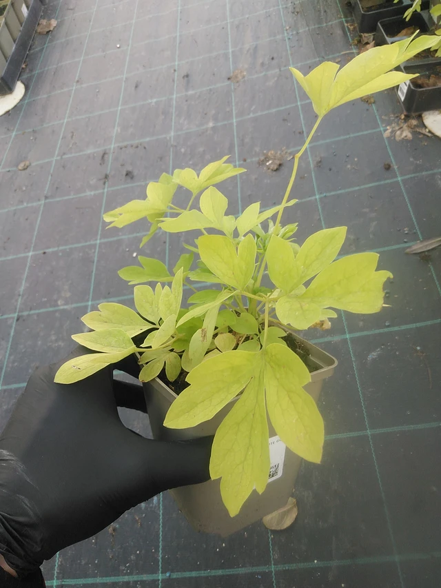 Srdcovka White Gold - 13. 10. 2025