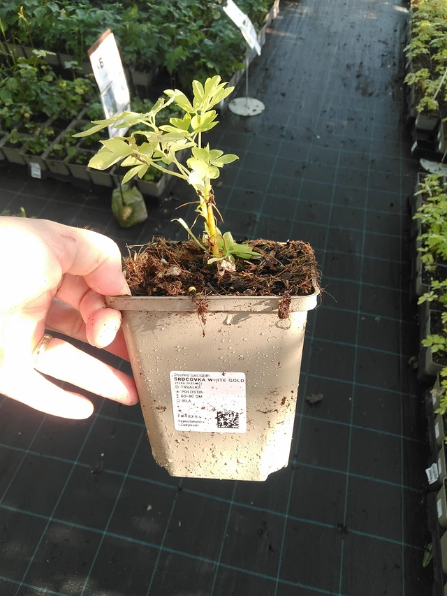 Srdcovka White Gold - 19. 8. 2025