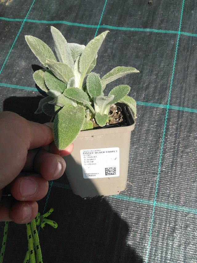 Pehmytmesiangervo Silver Carpet - 24. 6. 2025