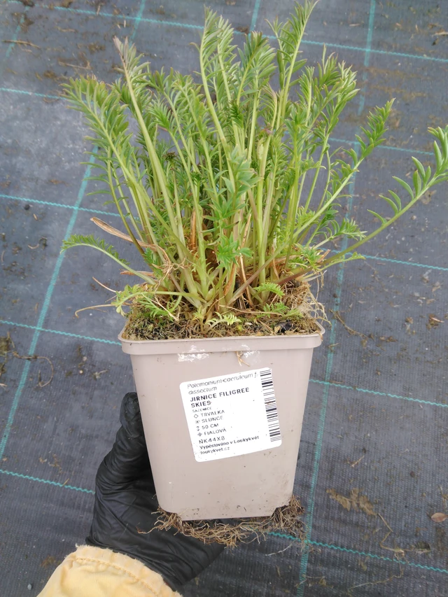 Polémoine Filigree Skies - 1. 4. 2026