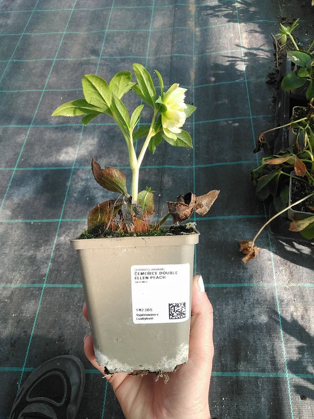 Ziemziede Double Ellen Peach - 7. 4. 2026