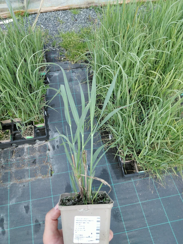 Hirssi Heavy Metal - 24. 6. 2025